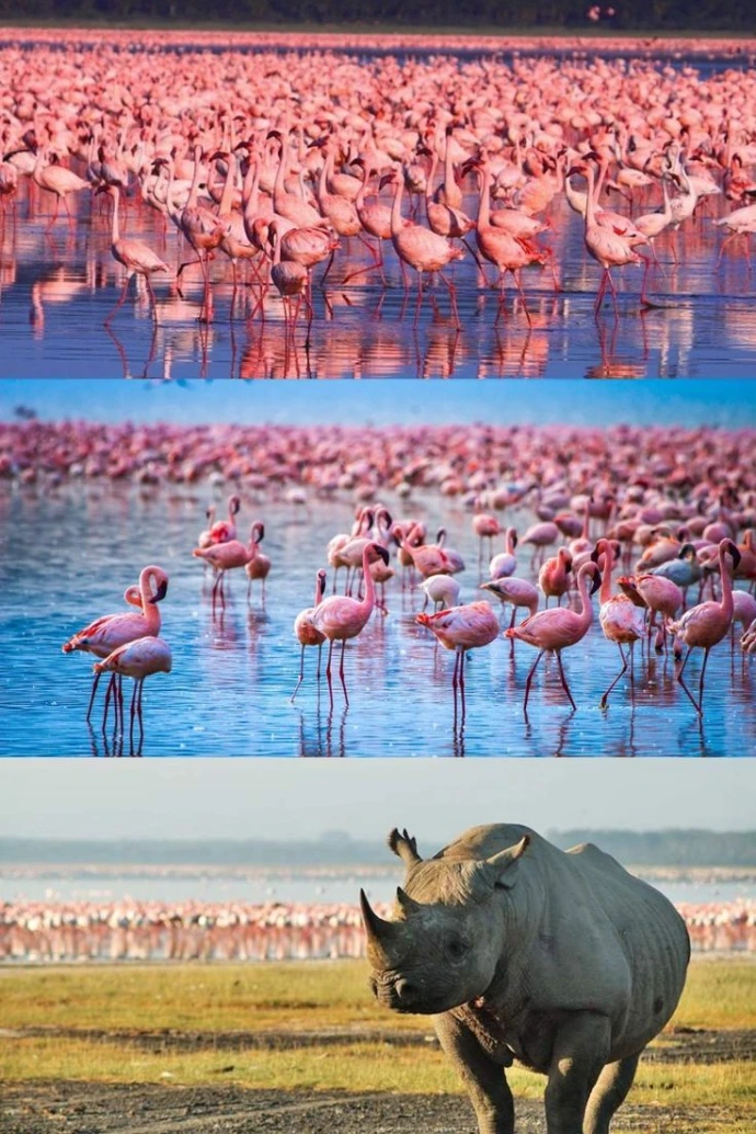 Flamingos at lake nakuru
